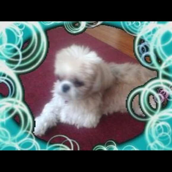 ๐ถ๐ฑPET FRIENDLY HOME ๐ถ๐ฑ - Picture 6 of 7